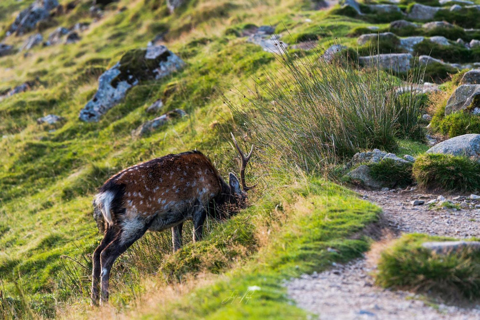 Glendalough International Youth Hostel Laragh Exteriér fotografie